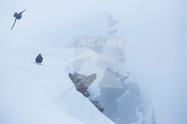 Alpine Chough - Alpendohle - Pyrrhocorax graculus ssp. graculus, Switzerland stock-image by Agami/Ralph Martin,