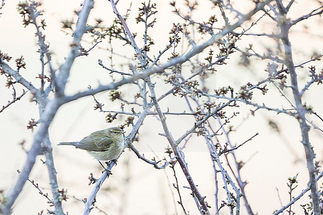 Common Chiffchaff (Phylloscopus collybita ssp. collybita), Germany (Baden-Württemberg), adult stock-image by Agami/Ralph Martin,