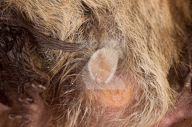 Penis van Ruige Dwergvleermuis, Penis of  Nathusius' pipistrelle stock-image by Agami/Theo Douma,