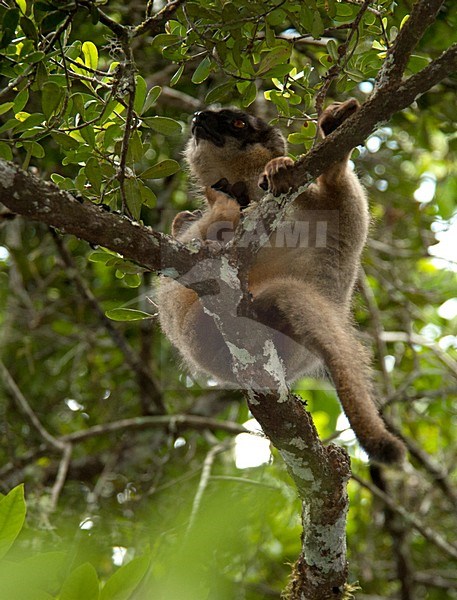 Bruine Maki, Common Brown Lemur stock-image by Agami/Roy de Haas,