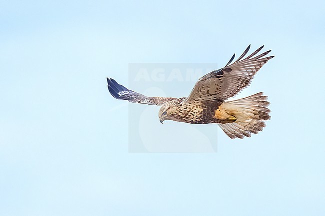 Adult (light morph)
Mackinac Co., MI
April 2025 stock-image by Agami/Brian E Small,