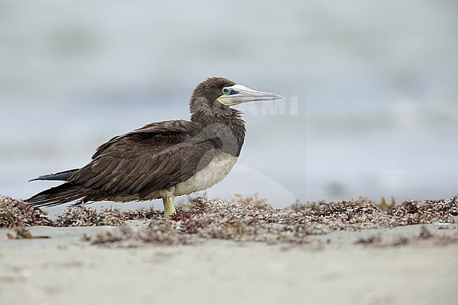 Adult Brown Booby (Sula leucogaster) standing on a beach in Galveston Co., Texas, USA.
April 2017 stock-image by Agami/Brian E Small,