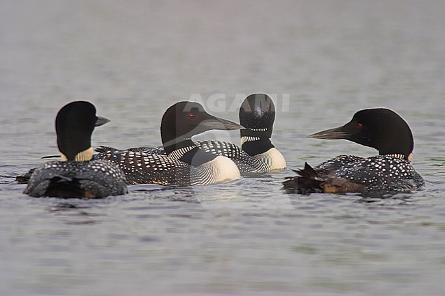 Common Loon (Gavia immer) swimming on a lake in Ontario, Canada. stock-image by Agami/Glenn Bartley,