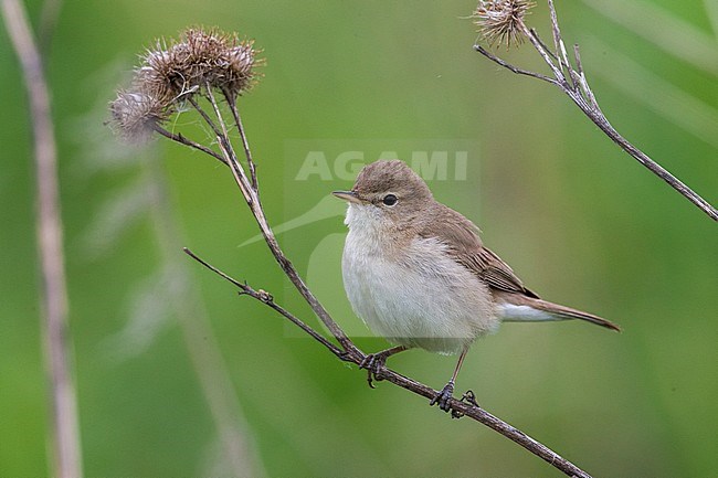 Kleine Spotvogel, Booted Warbler stock-image by Agami/Daniele Occhiato,