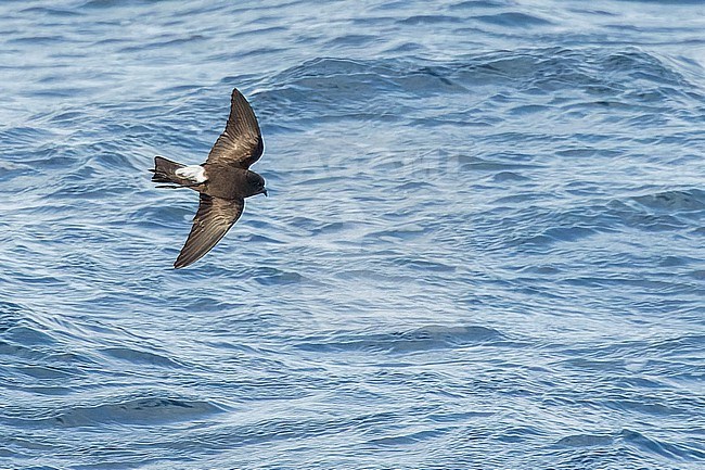 Fuegian Storm Petrel (Oceanites (oceanicus) chilensis) in southern Argentina. stock-image by Agami/Martijn Verdoes,