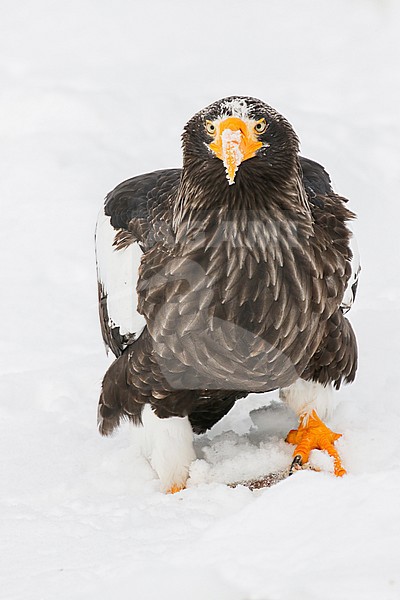 Steller's Sea Eagle (Haliaeetus pelagicus) wintering in Hokkaido, Japan stock-image by Agami/Pete Morris,
