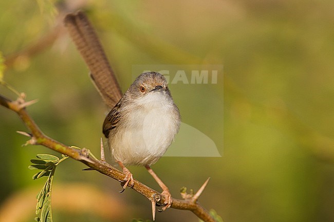 Graceful Prinia - Streifenprinie - Prinia gracilis ssp. yemenensis, southern Oman stock-image by Agami/Ralph Martin,