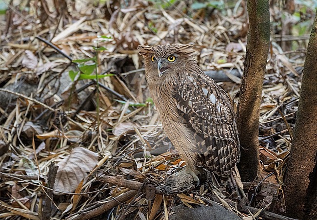 Brown Fish Owl (Ketupa zeylonensis orientalis) in Vietnam. stock-image by Agami/Pete Morris,