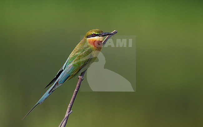 Blue-tailed Bee-eater (Merops philippinus) perched on stick at Petchaburi, Thailand stock-image by Agami/Helge Sorensen,
