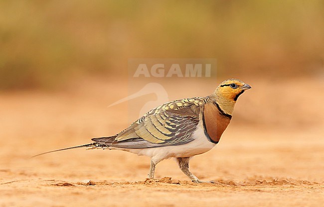 Pin-tailed Sandgrouse (Pterocles alchata) on the steppes of Belchite, Spain. Male walking on the ground. stock-image by Agami/Marc Guyt,