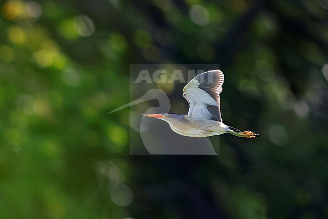 flying little bittern stock-image by Agami/Chris van Rijswijk,