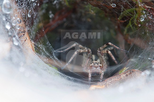 Trechterspin; Grass Spider; Agelenopsis sp stock-image by Agami/Han Bouwmeester,