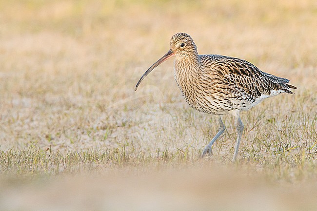 Wintering Eurasian Curlew (Numenius arquata) foraging on a Dutch meadow in the early morning. stock-image by Agami/Menno van Duijn,