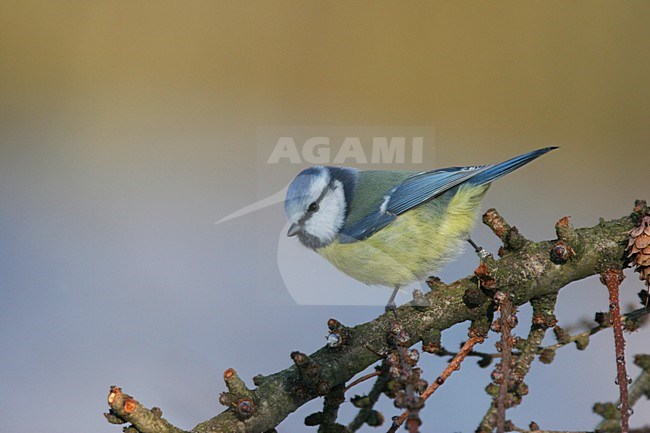 Blue Tit perched on a branch; Pimpelmees zittend op een tak stock-image by Agami/Chris van Rijswijk,