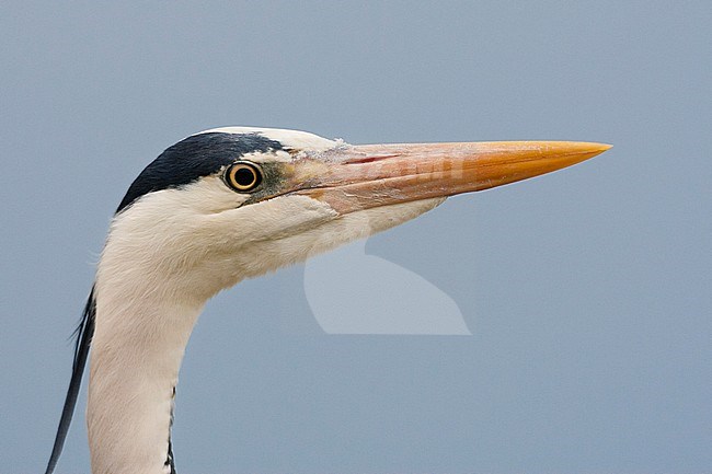 Blauwe Reiger portret; Grey Heron portrait stock-image by Agami/Marc Guyt,