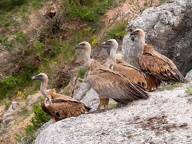 Griffon Vulture, Gyps fulvus. Close-up of four Griffon Vultures watching the surrounding stock-image by Agami/Hans Germeraad,