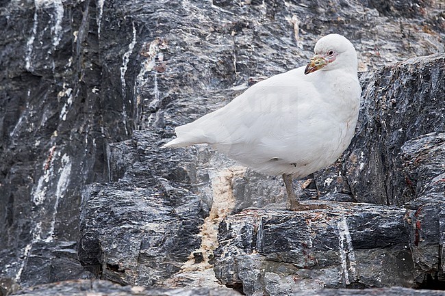 Snowy Sheathbill (Chionis albus) Perched on a cliff in southern Argentina stock-image by Agami/Dubi Shapiro,