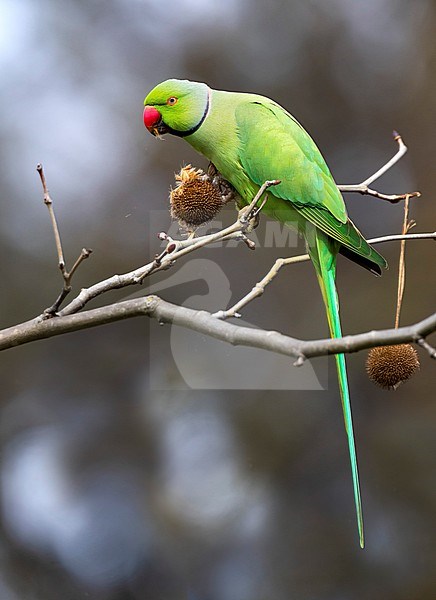 Rose-ringed parakeet (Psittacula krameri) in Italy. Also known as the ring-necked parakeet, ringneck parrot (in aviculture) or the Kramer parrot. stock-image by Agami/Daniele Occhiato,