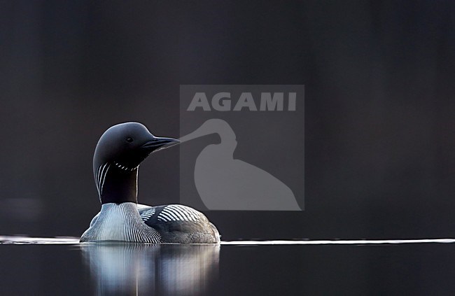 Adulte Parelduiker in zomerkleed; Adult summer Black-throated Loon stock-image by Agami/Markus Varesvuo,