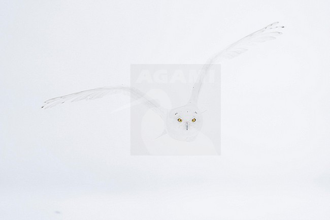 Snowy Owl (Bubo scandiacus) in snow covered landscape in Ontario Canada. stock-image by Agami/Marcel Burkhardt,