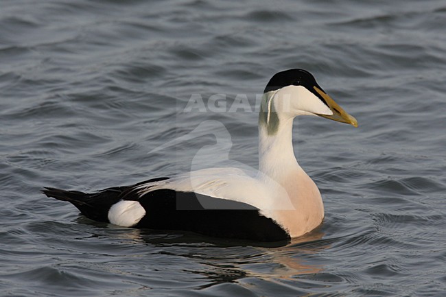 Zwemmend mannetje Eider; Male Common Eider swimming stock-image by Agami/Chris van Rijswijk,