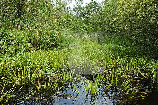 Water soldier (Stratiotes aloides) at Nationaal park de Weerribben in summer stock-image by Agami/Marc Guyt,