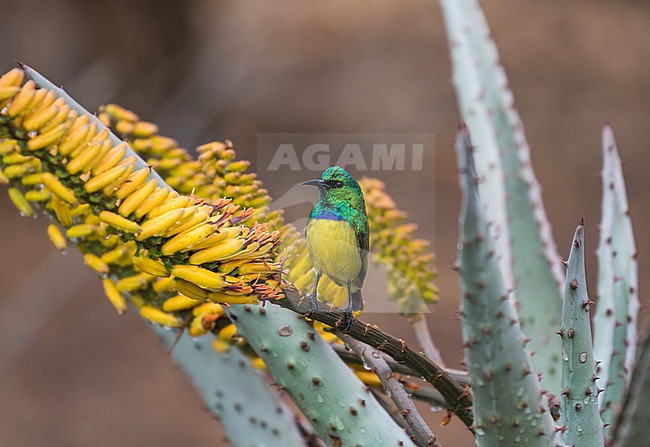 Male Collared Sunbird (Hedydipna collaris) in South Africa. stock-image by Agami/Pete Morris,