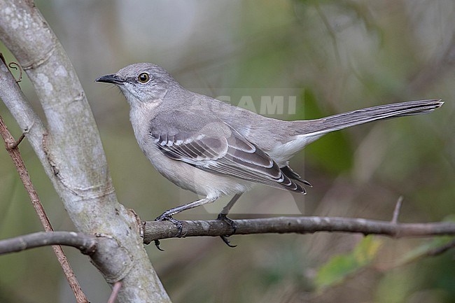 Northern Mockingbird (Mimus polyglottos polyglottos) at Broward County, Florida, United States. stock-image by Agami/Tom Friedel,