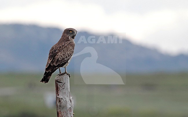 Adult Short-toed Eagle (Circaetus gallicus) perched on a stum in Andalucia, Spain. stock-image by Agami/Helge Sorensen,