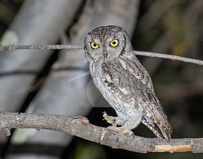 Western Screech-Owl, Megascops kennicottii, in Mexico. stock-image by Agami/Pete Morris,
