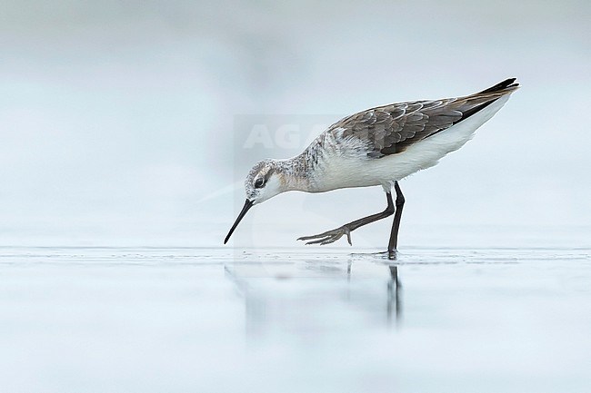 Adult male Wilson's Phalarope (Steganopus tricolor) in transition to breeding plumage.
Galveston Co., Texas, USA.
April 2016 stock-image by Agami/Brian E Small,