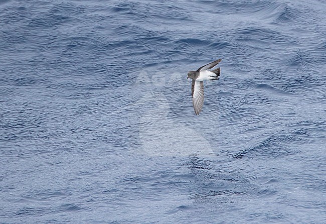 Grey-backed Storm Petrel (Garrodia nereis) in flight over the pacific ocean of subantarctic New Zealand. stock-image by Agami/Marc Guyt,