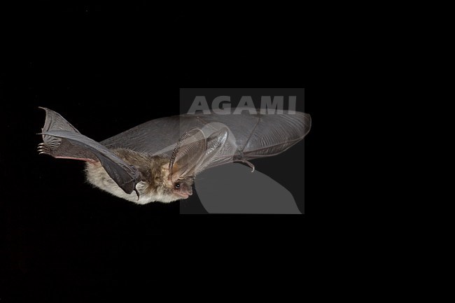 Grijze grootoorvleermuis vliegend; Grey long-eared bat flying stock-image by Agami/Theo Douma,