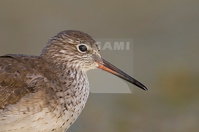 Common Redshank - Rotschenkel - Tringa totanus ssp. ussuriensis, Oman, adult stock-image by Agami/Ralph Martin,