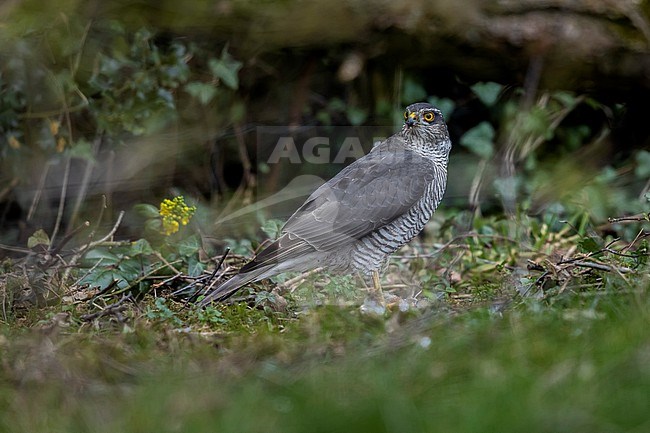Female Eurasian Sparrowhawk (Accipiter nisus) on a prey in Sterrebeek, Vlaams Brabant, Belgium. stock-image by Agami/Vincent Legrand,