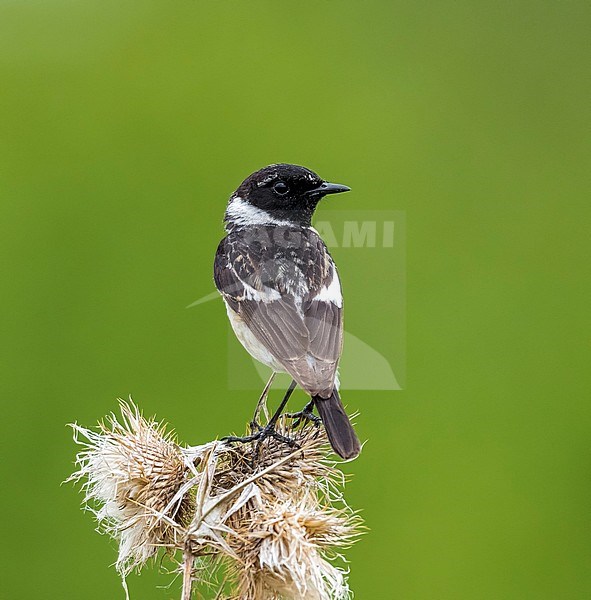 Adult male Siberian Stonechat perched on a branch in Monetnyy, near Ekaterinburg, Russia. June 2016. stock-image by Agami/Vincent Legrand,