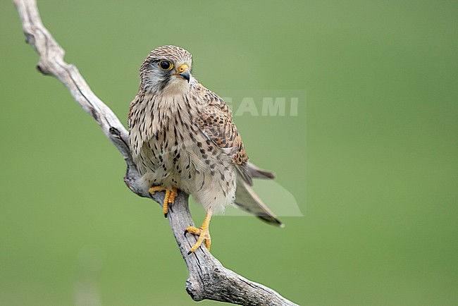 Common Kestrel (Falco tinnunculus) stock-image by Agami/Marcel Burkhardt,