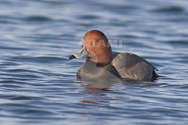 Redhead (Aythya americana) swimming near Toronto, Ontario, Canada. stock-image by Agami/Glenn Bartley,