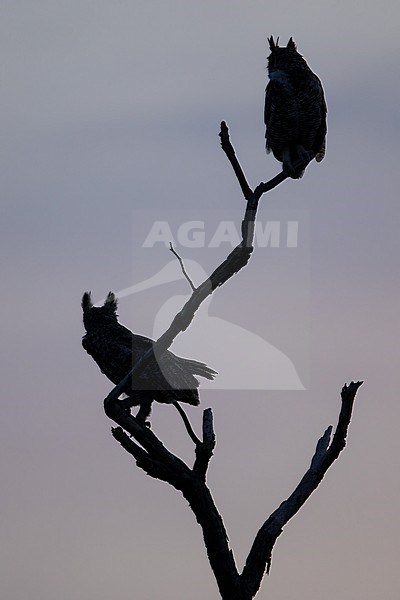 Great Horned Owl, Bubo virginianus, in Guyana. Two owls at dusk, stock-image by Agami/Dubi Shapiro,
