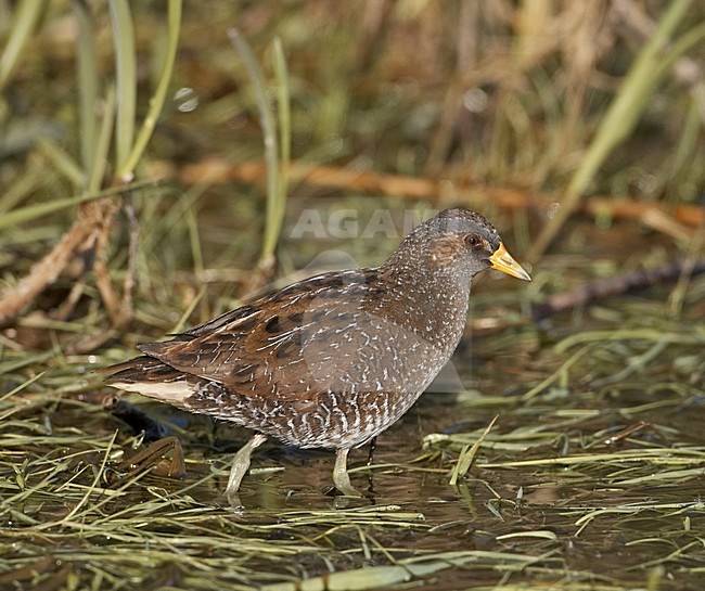 Spotted Crake adult walking in water; Porseleinhoen adult lopend in het water stock-image by Agami/Jari Peltomäki,