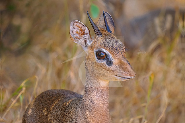 Kirk's Dikdik, Madoqua kirkii stock-image by Agami/Hans Germeraad,