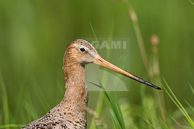 Grutto in weiland; Black-tailed Godwit in meadow stock-image by Agami/Marc Guyt,