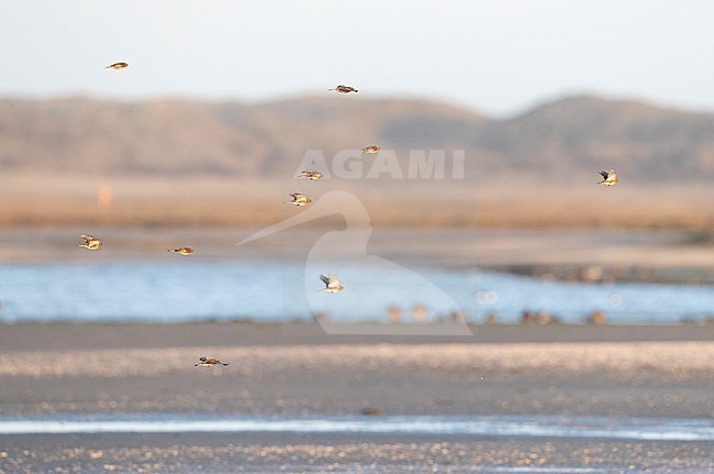 Wintering flock of Twites (Carduelis flavirostris) in the Slufter on Texel in the Netherlands. Group flying over the nature reserve. stock-image by Agami/Marc Guyt,