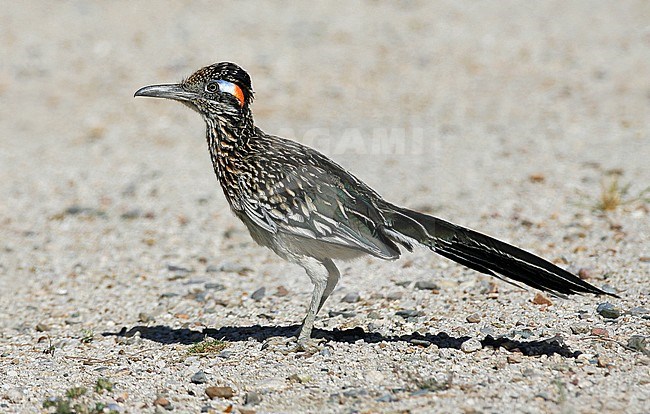Adult
Pima Co., AZ
April 2009 stock-image by Agami/Brian E Small,
