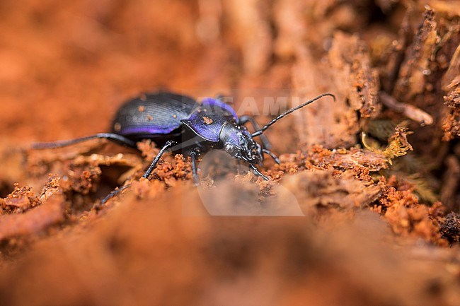 Carabus problematicus - Blauvioletter Waldlaufkäfer, Germany (Baden-Württemberg), imago, male stock-image by Agami/Ralph Martin,