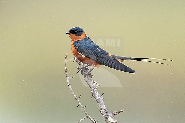 Red-breasted Swallow (Cecropis semirufa), side view of an adult perched on a branch, Mpumalanga, south Africa stock-image by Agami/Saverio Gatto,