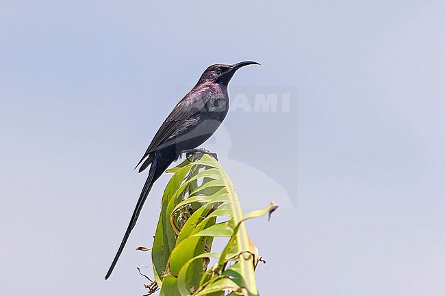 Male Bocage's Sunbird, Nectarinia bocagii, in Angola. stock-image by Agami/Pete Morris,