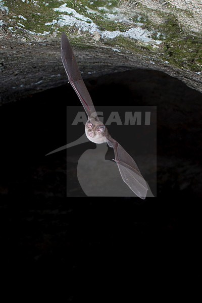 Blasius hoefijzerneus uitvliegend uit grot, Blasius horsehoebat leaving cave stock-image by Agami/Theo Douma,