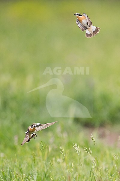 Two Whinchats (Saxicola rubetra) fighting mid air on Corsica in France. stock-image by Agami/Ralph Martin,