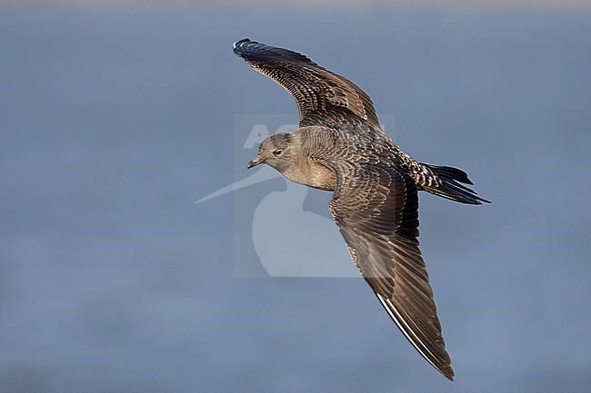  stock-image by Agami/Mike Danzenbaker,